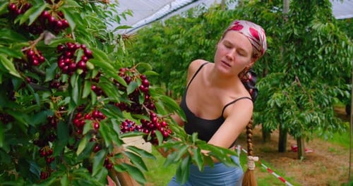 People Pick Sweet Cherries on Their Own in Garden