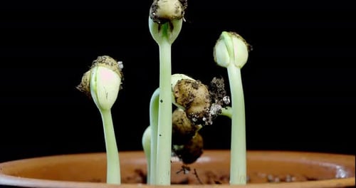 Bean Sprouts Germinating and Growing in Time Lapse