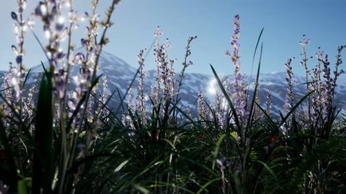 Lavender Field with Blue Sky and Mountain Cover with Snow