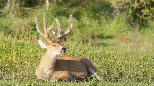 Hoofed ruminant, marsh deer, blastocerus dichotomus gracefully resting on the ground by the river fu