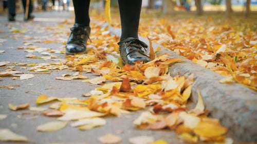 Feet of a Young Girl in Sneakers on Fallen Leaves in the Park. Autumn Concept.