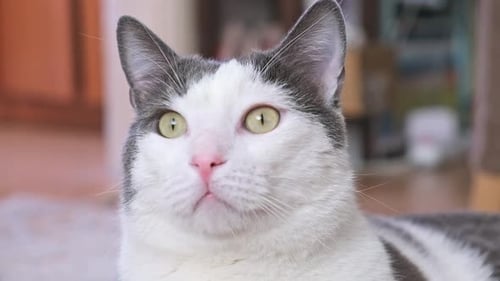 Graue und weiße Hauskatze mit grünen Augen, die zu Hause aussieht, sich bewegt