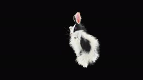 Rabbit Dancing 4K