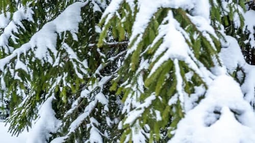 Beautiful Winter Landscape with Snow Covered Trees