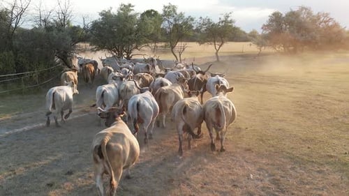 Cattle Herd Moving Across a Grassy Field
