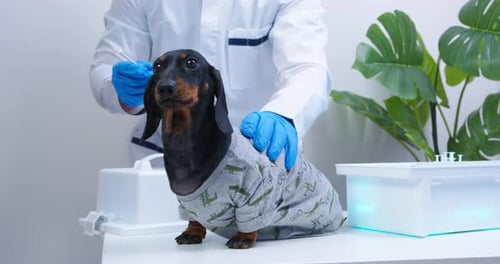 Dachshund Receiving Injection at Veterinary Clinic