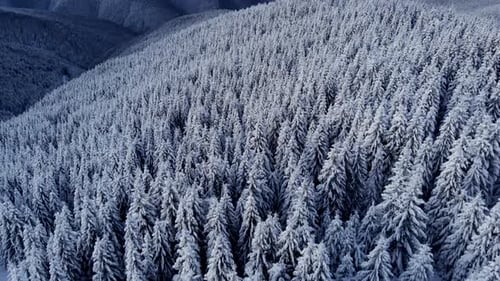 Drone Aerial Fly Above Winter Forest Unveiling Mountain Valley