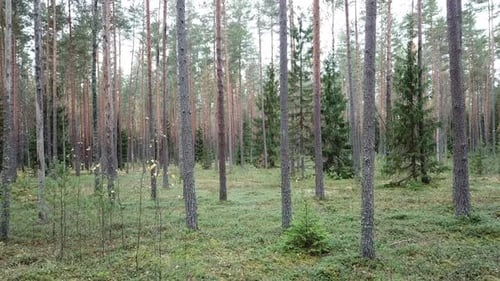 Autumn In The Forest 18