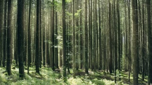 Sunny Forest Rays Trees Magic Sunrise Nature Green Ecology