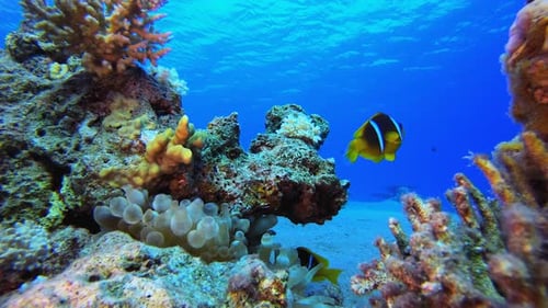 Clownfish Swimming Around Coral in Tropical Waters