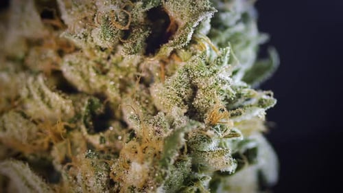 Spinning Zoom To Marijuana Bud Close Up Special Effect