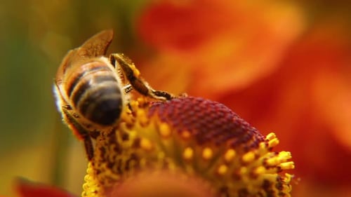 Bee Pollinating a Colorful Flower in Close Up