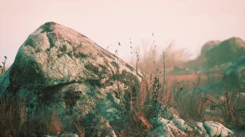 Paisaje seco de hierba y rocas