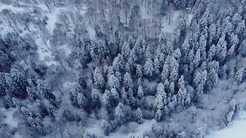 Aerial Forest view - Winter Landscape Aerial