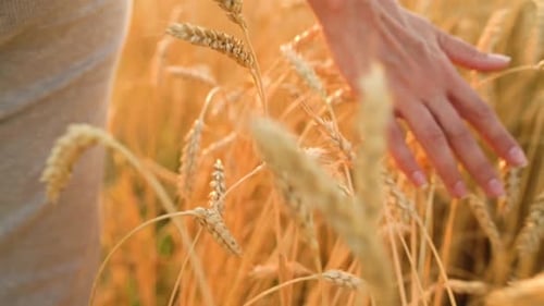 Female Hand Touching Wheat on the Field in a Sunset Light. Slow Motion