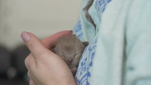 Woman Comforting Tiny Kitten in Her Hand