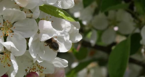 |European Honey Bee, apis mellifera, Bee foraging a Apple Tree Flower, Pollination Act, Normandy