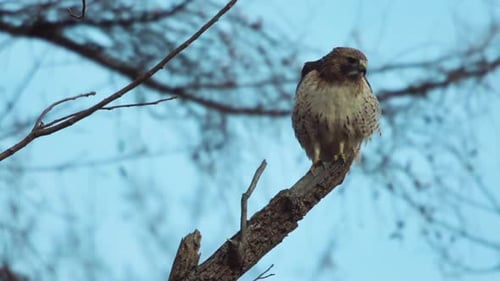 Red-tailed hawk stands on a tree branch, looking around and surveying its surroundings in slow motio