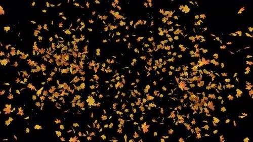 Maple Leaves Burst 4K