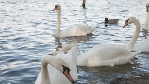 Swan in the Town River.