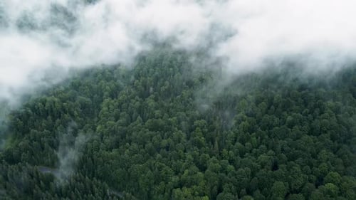 Coniferous Wet Dense Forest From a Aerial Bird's Eye View