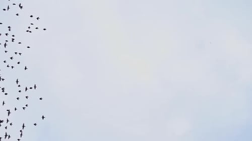 Flock of Birds Soaring Through the Blue Sky