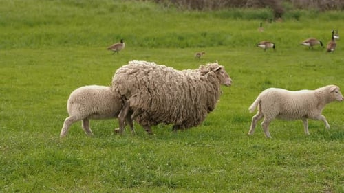 Des moutons blancs avec deux agneaux courent sur l'herbe verte dans le pré