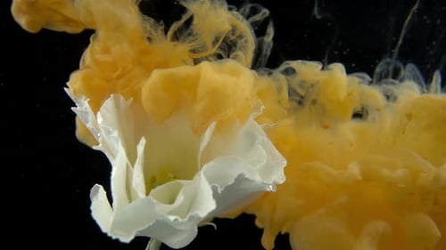 White Flower with Yellow Ink in Water