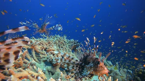 Feuerfisch
