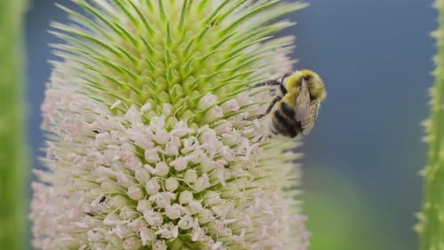 Bee Pollinating Flower in a Meadow