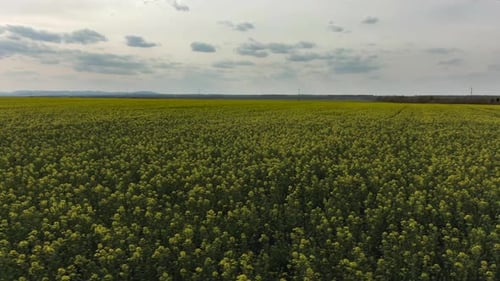 Yellow Canola Field. Field of Blooming Rapeseed Aerial View. Yellow Rapeseed Flowers and Sky with
