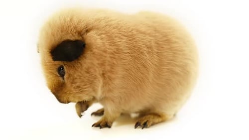 Guinea pig washes on a white background