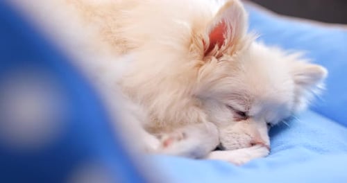 Sleeping pomeranian dog