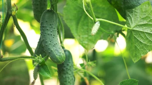Green Cucumbers on the Branch in Greenhouse