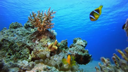 Underwater Sea Tropical Clownfish