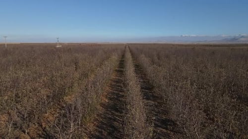 Stunted Apple Orchard In Autumn