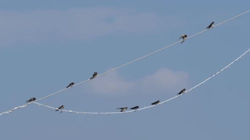 Birds Sitting on a Power Line in Nature
