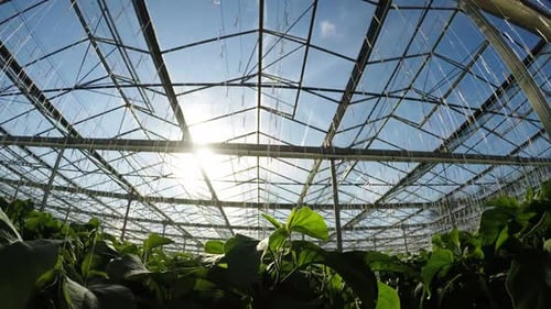 Row of green plants in greenhouse 4k