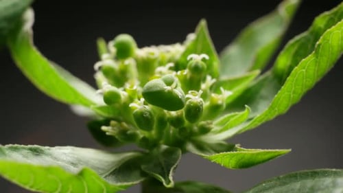 Grünes Blatt in der Natur