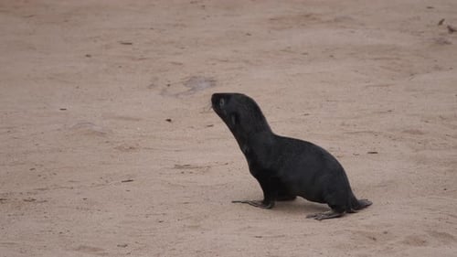 Lonely sea lion pup on the beach