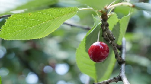 Branche de cerisier avec un fruit savoureux en une seule pièce sur le vent, vidéo UltraHD 4K 2160p - Close-up cherry tr