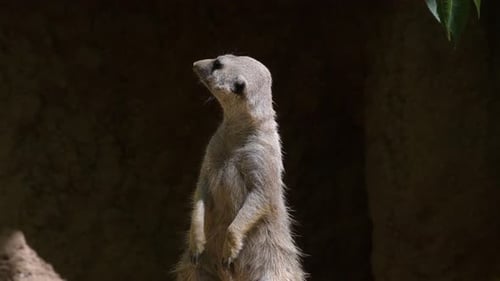 Erdmännchen Suricate in einem Felsen