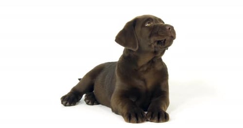 Brauner Labrador Retriever, Welpe auf weißem Hintergrund, Lecken, Normandie, Zeitlupe 4K