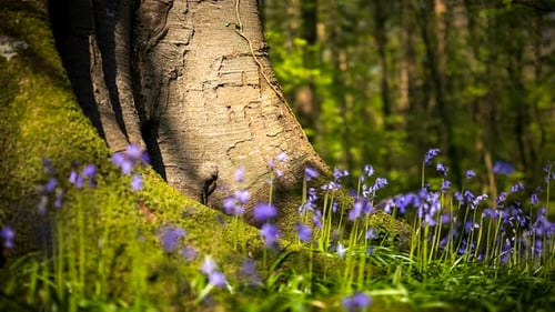 Time Lapse of Bluebells Forest during spring time in natural park in Ireland.