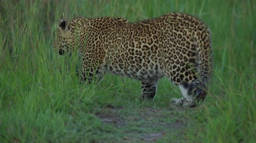 Leopard on the prowl