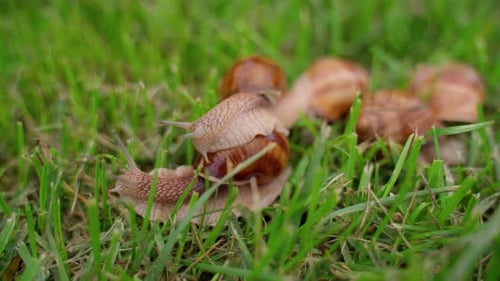 Schneckengruppe krabbelnd auf grünem Gras in Nahaufnahme im Freien. Eine Schnecke geht zur anderen. Weichtiere
in der Natur