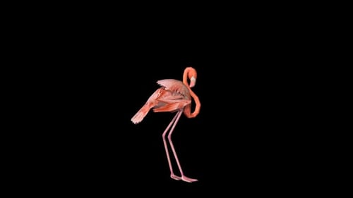 Flamingo-Schlaf