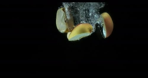 Apples, malus domestica, Fruit entering Water against Black Background, Slow Motion 4K