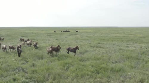 Wild Horses Running Dust From Under the Hooves