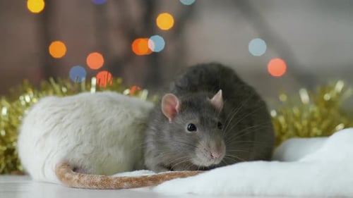 Charming Rats Resting Amongst Christmas Lights